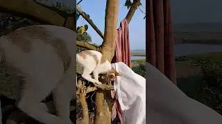 Beautiful cat 💌 cat in the tree 💌