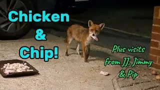 Chicken & Chip, 😊 #wildlife #fox #cuteanimals #viralvideo #fyp #vlog