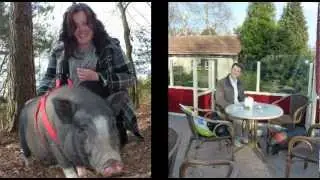 Taking A Walk With My Potbellied Pig Reza In The Woods Of Germany,,,