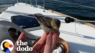 Little Land Bird Surprises Woman In The Middle Of The Ocean | The Dodo