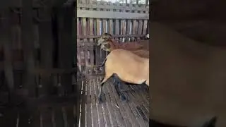 BARBADOS BLACKBELLY SHEEP
