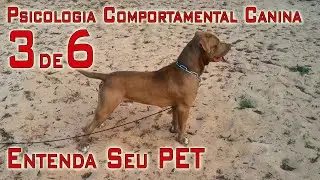 Adestramento, Tudo que Você Precisa Saber Sobre Comportamento Canino -  Psicologia Canina