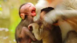 A jealous baby creaming loudly for mom&rsquo;s attention. @monkeyscorner
