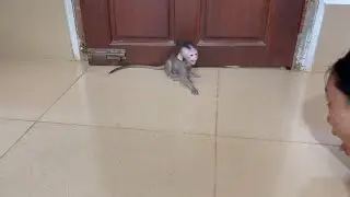 BB mnkey sc..eam anqrrii mom at the wall while mom testing her