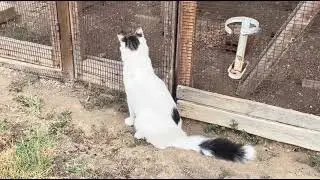 Cats in a small village in Greece guardian the birds #cat #nature 