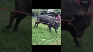 Sapi Galak Keluar Kandang