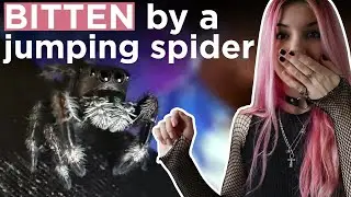 Меня укусил домашний прыгающий паук🕷️❤️&zwj;🩹