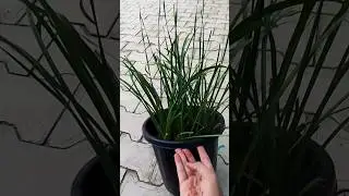 rain Lily flower plant care tips😳🥰