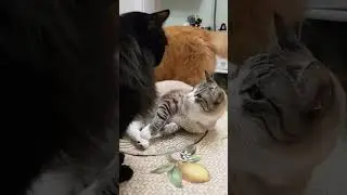😁❤🎶эффект помытой тарелки #cat #best #music #like #топ #kitten #gatos #котики #настроение #кот