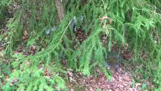 Indoor cat explores the forest