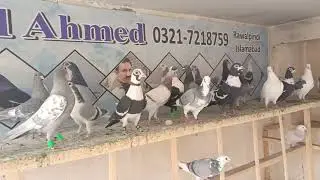wakeel ahmad sahab Rawalpindi waly ka shoq  ma shah allah ❤ #rawalpindipigeon #karachipigeon #pigeon