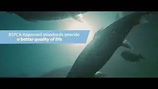 RSPCA Approved - Know The Story - Science and Standards