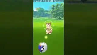 Catching Wild Furret