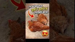 মুরগির বাচ্চা এটা কি করছে !!?? 😯😯 #মুরগি #মুরগিবাচ্চা #মাটিগোসল #চিকেন #ChickenBath #VillageLife