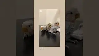 #shortsvideo#treandingvedios#viral videos#shortsvedios#shortvideo (2)