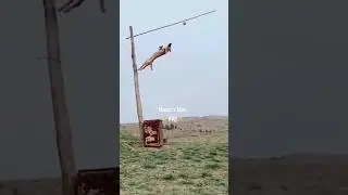 Amazing Chiweenie Jump 🦘💖 #dogjump #amazinganimals #chiweenie