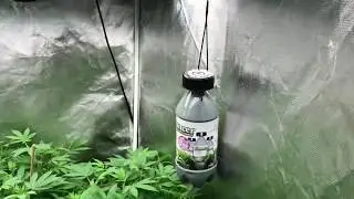 Growing with Spongey Day 1 TNB Naturals Enhancer bottle natural CO2 generator