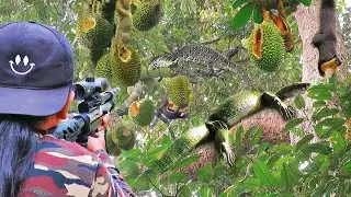 berburu cewek bantai habis biawak jumbo di atas pohon dan tupai liar habiskan buah durian petani