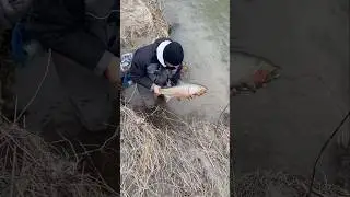 Epic Fight and Catch by Daniel #steelhead #steelheadfishing #fishing