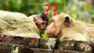 So cute baby Timo staring at Felix wonder who is who,Timo surprise saw mom groom Felix