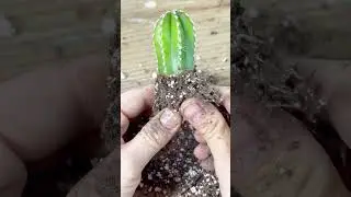 Watch full video for tutorial #cactus #plants #terrarium #diy #howto w to