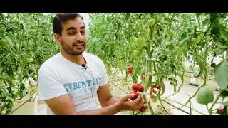 Hydroponic Greenhouse Farms Pakistan  | Cherry & Beef Tomatoes |Colored Capsicum| 90% Water Savings