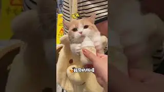 猫咪:呼吸!人:手段了得! #小奶猫的成长日记 #万物可爱计划 #猫猫真的好像个小宝宝