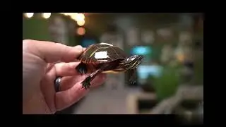 tortugas Chrysemys picta