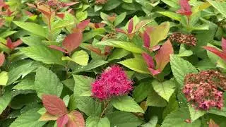 Amazing Fall Shrub Foliage Color