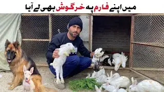 Apne Setup pa Rabbit ly aya | Rabbit Farming | Pets Lover in Punjab