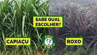 Saiba qual capim escolher para formar a sua capineira, o roxo ou capiaçu.