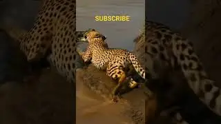 Anaconda #wildlife #wildlifeentertainment #animals #wildliferescue #snake #ai #leopard #shorts