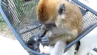 monkey grooming a kitten
