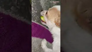 Eating APPLES 🍏 WITH BRONCO #asmr #puppy #dogs #apple
