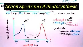 Action Spectrum Of Photosynthesis | Lec. 10 | Plant Physiology
