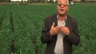 زراعة الفول البلدى و المعاملات الزراعية بالتفصيل