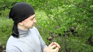 Май 2011 г. Поход к горе Йомарт. Сбор цветов боярышника.