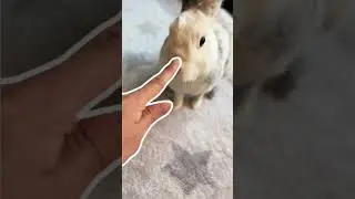 Rabbit asks what is viral Outline Trend? #shorts