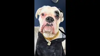 Every legend deserves their own initials. 🐕💎