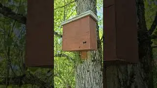 PNW San Juan Islands First Activity at the Swarm Trap