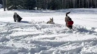 Akita Malinois and Corgi April Snow Play