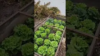 How to water a winter garden - turns out you don't need to