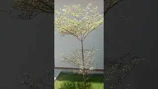Terminalia plant#shorts#viral