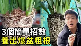 养花先养根，3招让根系长满盆，特别简单一学就会！【禅艺绿植工作室】