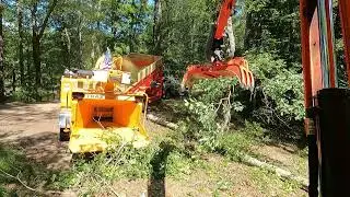 Bandit wood chipper chipping into Oscar the dump trailer 💪🏻👍🏻