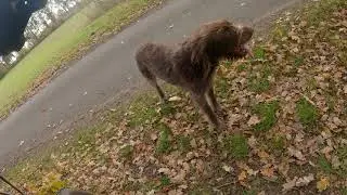 4K cycling with traildog Fien filming with GOPRO hero9 black