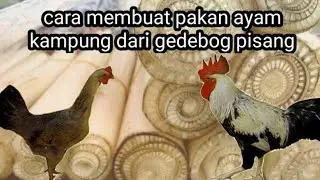 Cara membuat Pakan ayam kampung dari debog pisang #kioszikri