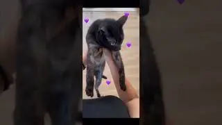 Iside 💜 #cat #cats #catvideos #catshorts #catlovers #catvideo #catlife #love #eyes #animals