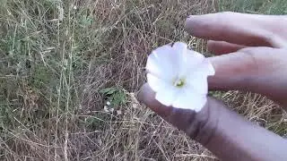 Paseo de &uacute;ltima hora con sorpresas y plantas bonitas chupamieles hierba gatera lino borraja