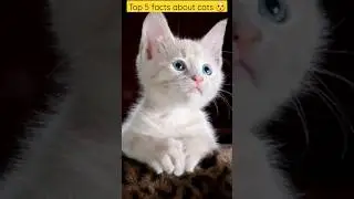 Top 5 facts about cats 😯 #amazingfacts #crazyfacts #catsfacts #viralshorts